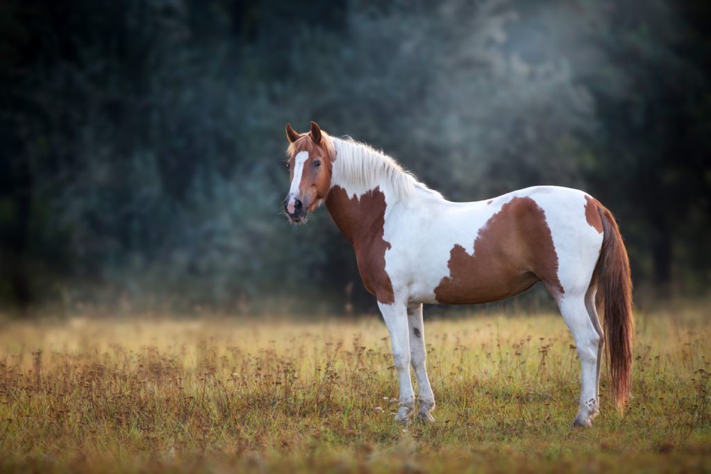 Le Cheval Alezan Une Couleur De Robe Tr s R pandue